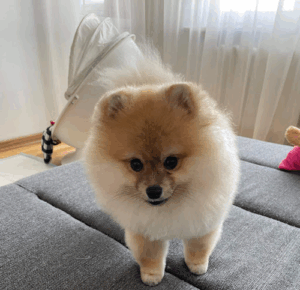 Dog and Cat
