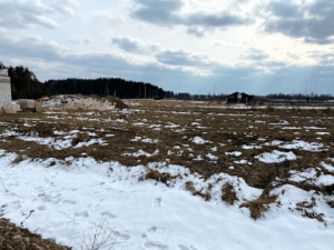 Miško panorama