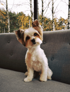 Pet Studio