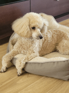 Pet Style