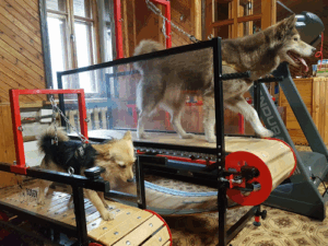 Šunų sporto klubas Doggy Gym