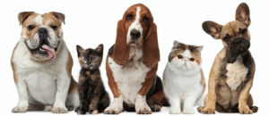Vilniaus veterinarijos klinikinė ligoninė