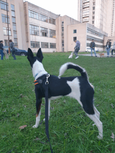 Wonderdog šunų akademija